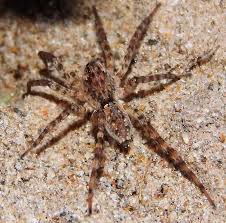 Attēlu rezultāti vaicājumam “Lycosidae”