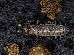 Attēlu rezultāti vaicājumam “Heteromurus nitidus”