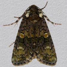 Attēlu rezultāti vaicājumam “Craniophora ligustri”