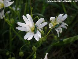 Attēlu rezultāti vaicājumam “Stellaria holostea leaf”