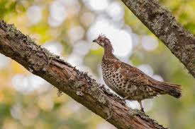 Attēlu rezultāti vaicājumam “Tetrastes bonasia juvenile”