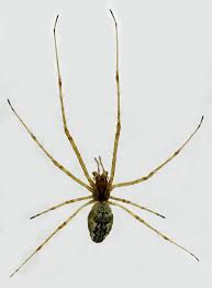 Attēlu rezultāti vaicājumam “Neriene montana”