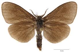 Attēlu rezultāti vaicājumam “Canephora hirsuta larva”