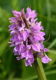 Attēlu rezultāti vaicājumam “Dactylorhiza incarnata flower”