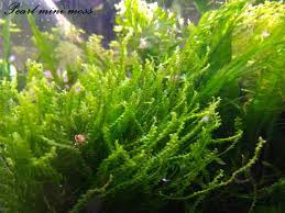 Attēlu rezultāti vaicājumam “Blepharostoma trichophyllum”