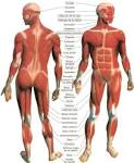 Los músculos del <b>cuerpo humano</b>