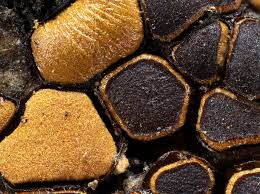 Attēlu rezultāti vaicājumam “Perichaena corticalis”