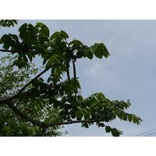 Attēlu rezultāti vaicājumam “Juglans ailanthifolia”