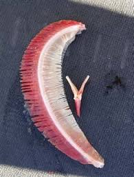 Image result for Cyprinus megalophthalmus