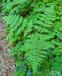 Attēlu rezultāti vaicājumam “Dryopteris expansa”