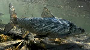 Image result for Coregonus clupeaformis