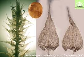 Attēlu rezultāti vaicājumam “Anomodon longifolius”