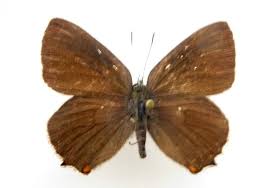 Attēlu rezultāti vaicājumam “Satyrium ilicis”