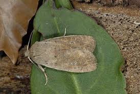 Attēlu rezultāti vaicājumam “Orthosia cruda”