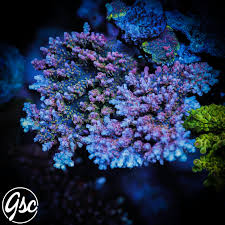 Image result for Sapphire Acro