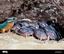 Attēlu rezultāti vaicājumam “Alcedo atthis nest”