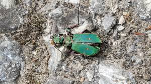Attēlu rezultāti vaicājumam “Cicindela campestris”