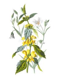 Attēlu rezultāti vaicājumam “Lamiastrum galeobdolon flower”