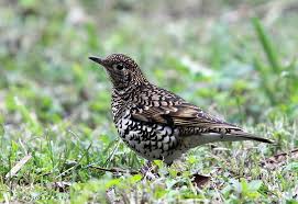 Image result for Zoothera dauma