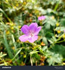 Attēlu rezultāti vaicājumam “Geranium bohemicum”