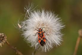 Attēlu rezultāti vaicājumam “Corizus hyoscyami imago”