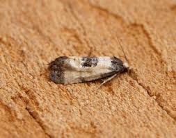 Attēlu rezultāti vaicājumam “Cochylis dubitana”