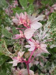 Attēlu rezultāti vaicājumam “Ampelopsis glandulosa var. brevipedunculata”