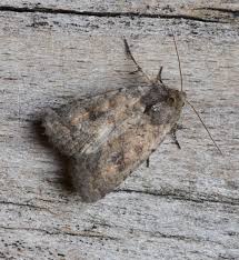 Attēlu rezultāti vaicājumam “Caradrina morpheus”