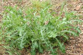 Attēlu rezultāti vaicājumam “Sonchus asper”