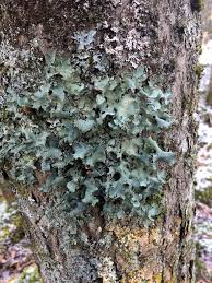 Attēlu rezultāti vaicājumam “Cetrelia olivetorum”