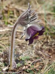 Attēlu rezultāti vaicājumam “Pulsatilla pratensis bud”