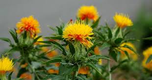 Image result for Carthamus tinctorius