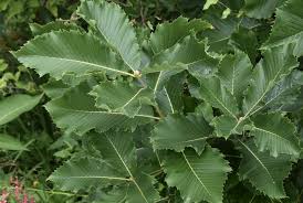 Attēlu rezultāti vaicājumam “Quercus”