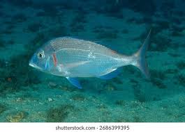 Image result for Pagrus