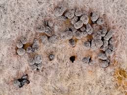 Attēlu rezultāti vaicājumam “Physarum nitens sessile”