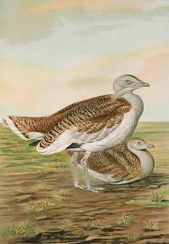 Image result for Otis tarda