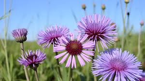 Attēlu rezultāti vaicājumam “Centaurea phrygia”