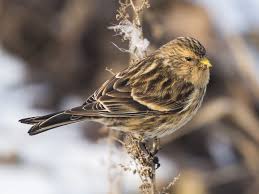 Image result for twite photo