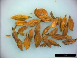 Attēlu rezultāti vaicājumam “Thalictrum flavum fruit”