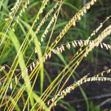 Attēlu rezultāti vaicājumam “Antitrichia curtipendula sporophyte”