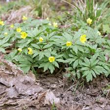 Image result for Buschwindröschen