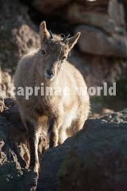 Attēlu rezultāti vaicājumam “Capra juvenile”