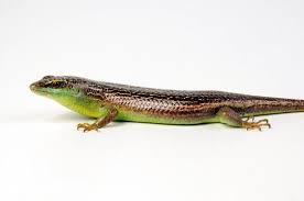 Risultati immagini per dasia smaragdina