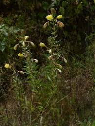 Attēlu rezultāti vaicājumam “Laserpitium pruthenicum”