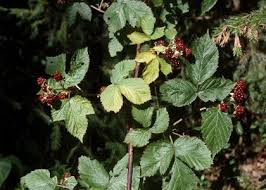 Attēlu rezultāti vaicājumam “Rubus nessensis”