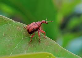 Attēlu rezultāti vaicājumam “Attelabidae”