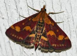Attēlu rezultāti vaicājumam “Pyrausta purpuralis”