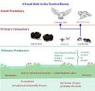 Biotic And Abiotic Factors On Tundra