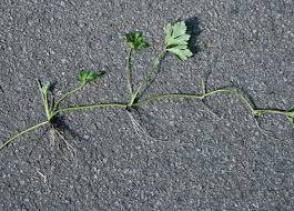 Attēlu rezultāti vaicājumam “Ranunculus cassubicus”