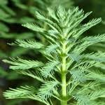 「綠羽毛」的圖片搜尋結果